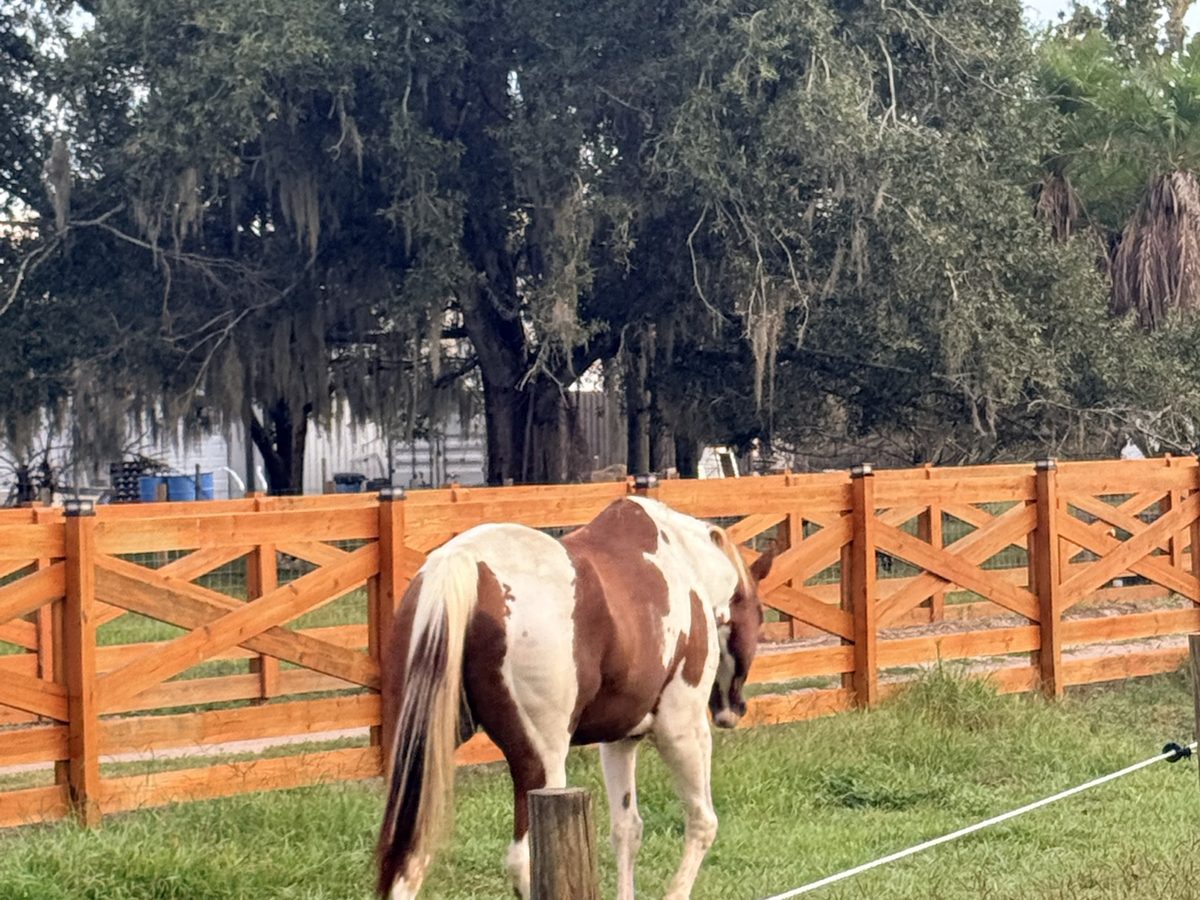 Custom cedar ranch-rail fencing around a horse paddock built by Eco Equine