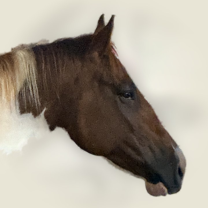 Horse at an Eco Equine horse property