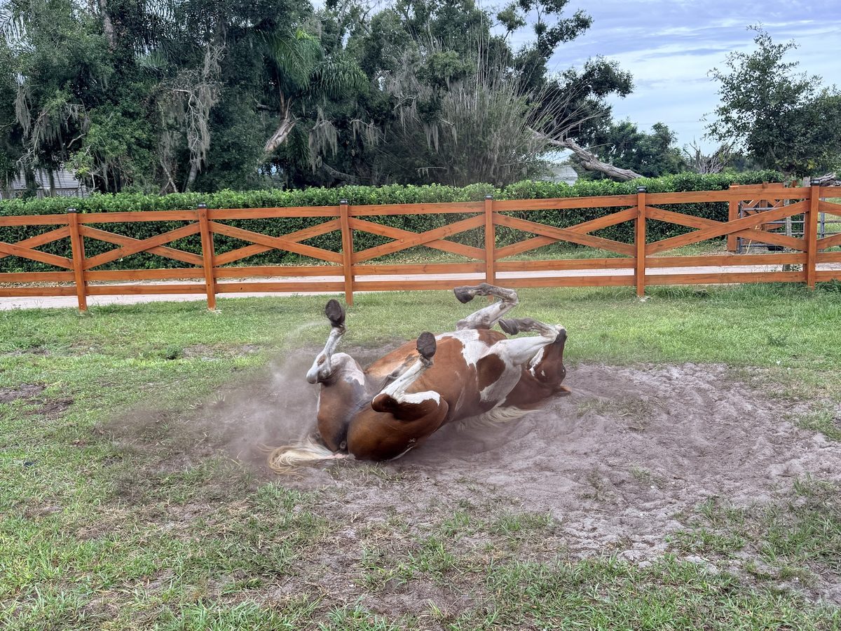Horse rolling in a sand turnout beside custom cedar ranch fencing
